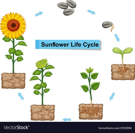 Sunflow Life Cycle