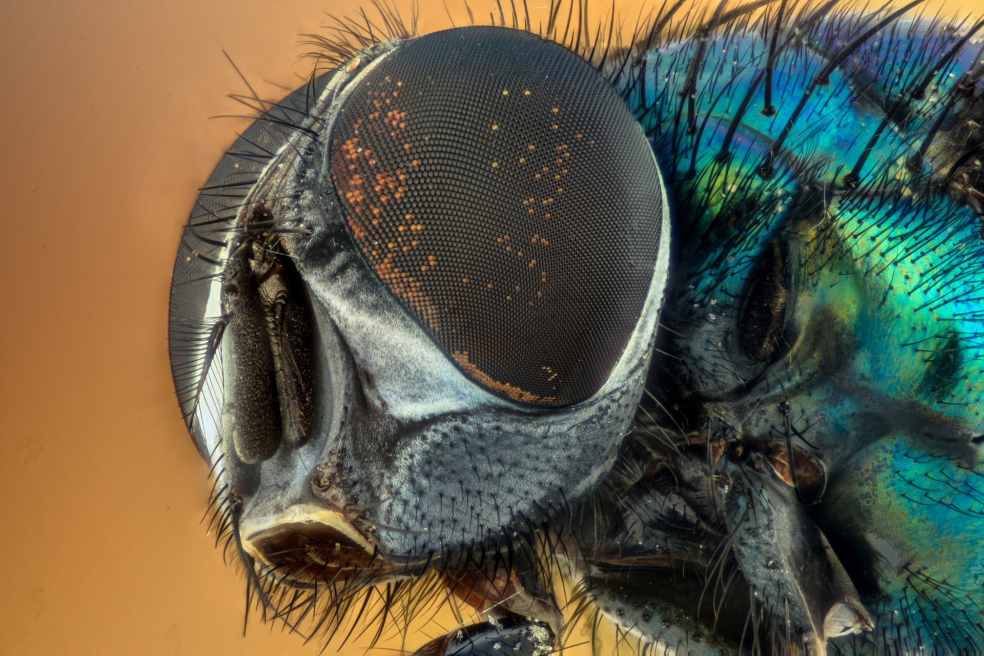 a close-up of a fly's face