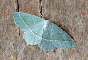 a green moth