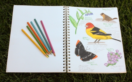drawings and notes about birds, butterflies and plants