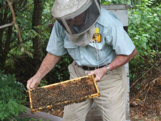 a man holding a tray covered in bees