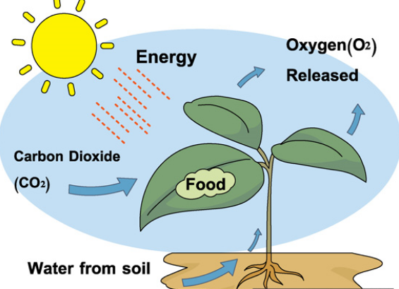 the photosynthesis process