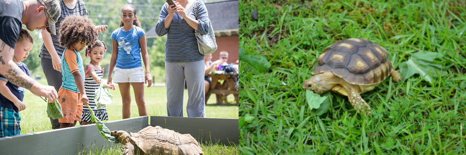 several people and tortoises