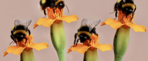 bumble bee bumble bee
