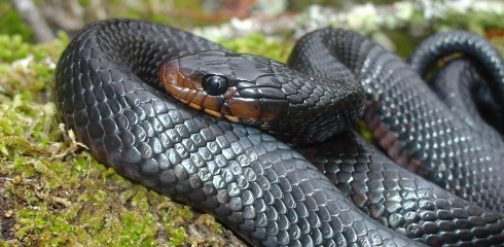 a black snake