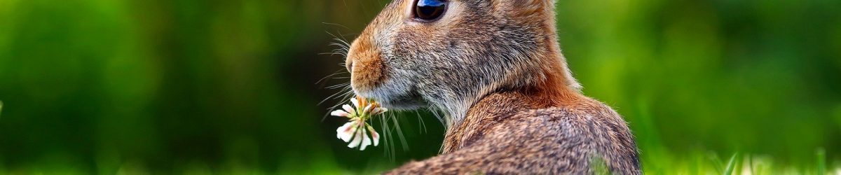 a rabbit eating a flower