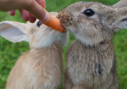 two rabbits eating a carrot
