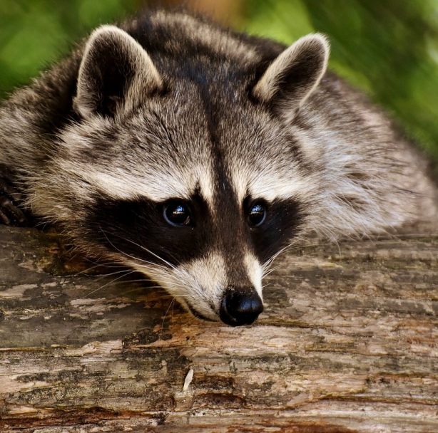 a raccoon on a log