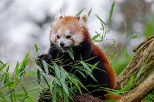a red panda eating leaves