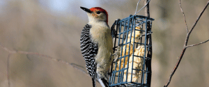 Woodpecker at bird feeder Woodpecker at bird feeder