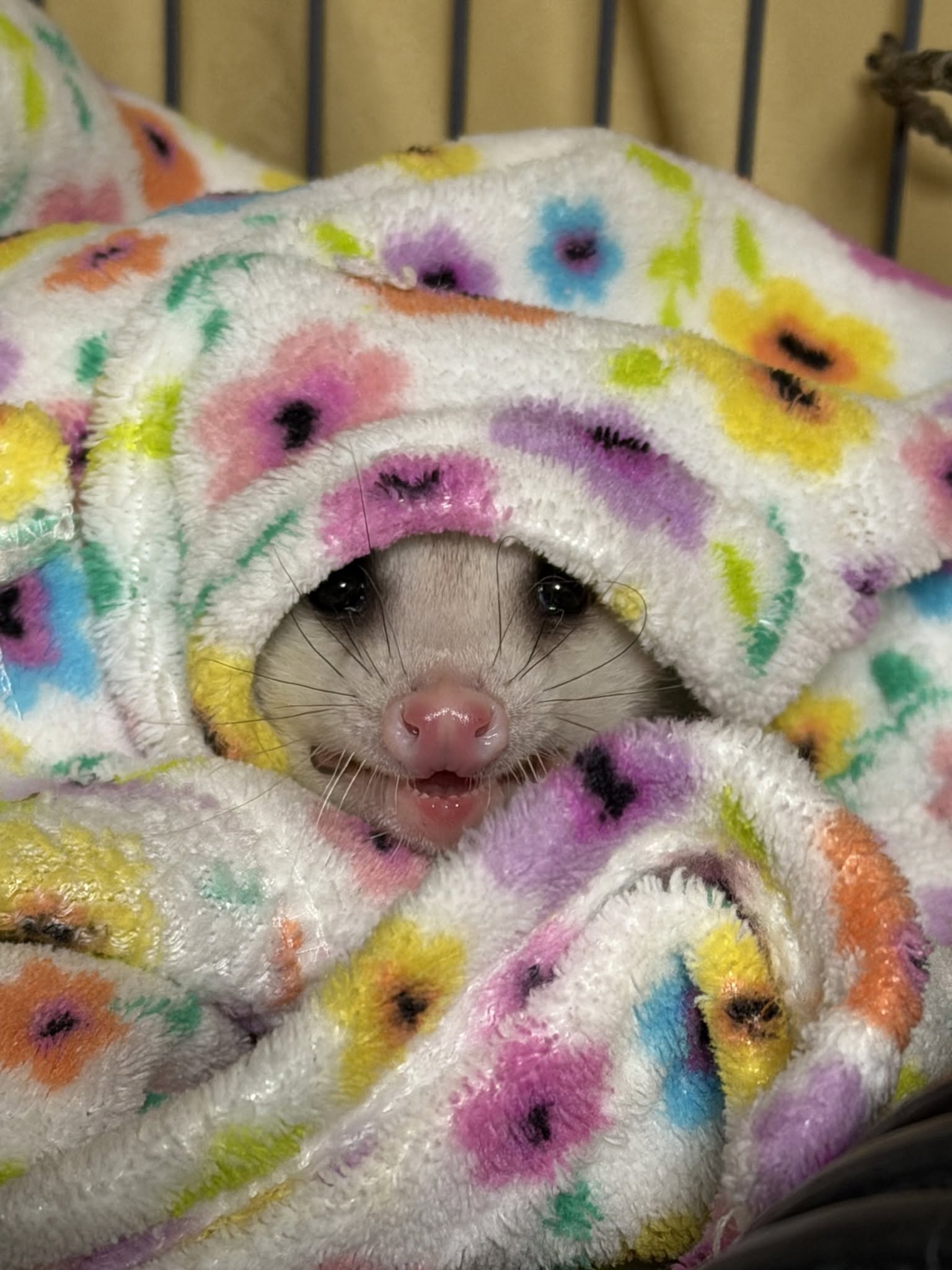 Baby wildlife wrapped in a blanket.