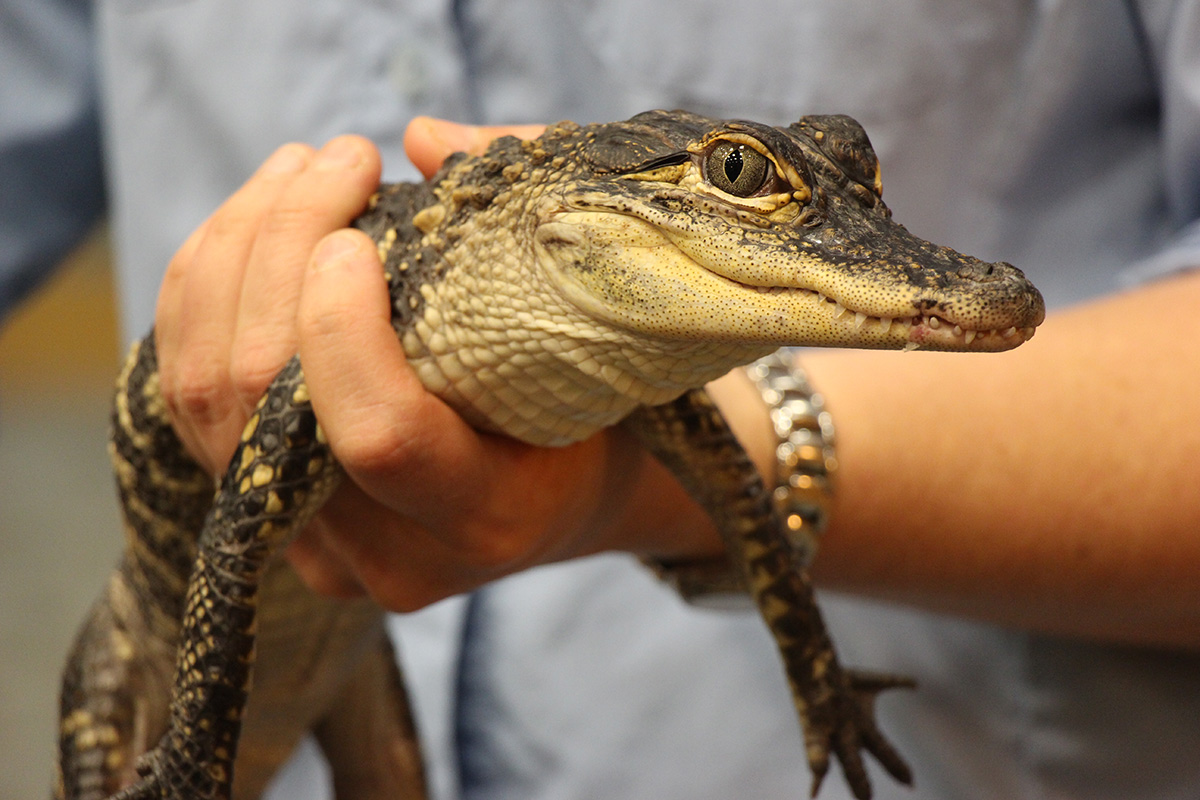 a person holding a baby alligator