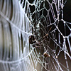 a spider in a web