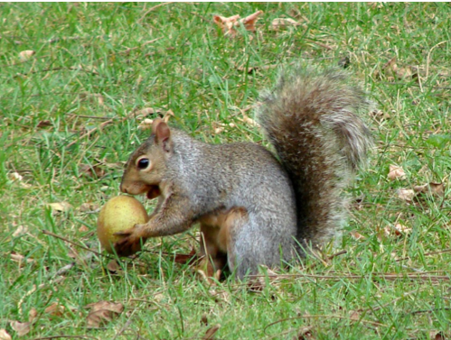 a squirrel eating fruit