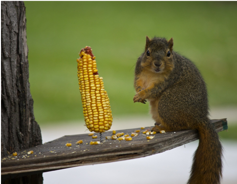 a squirrel eating corn