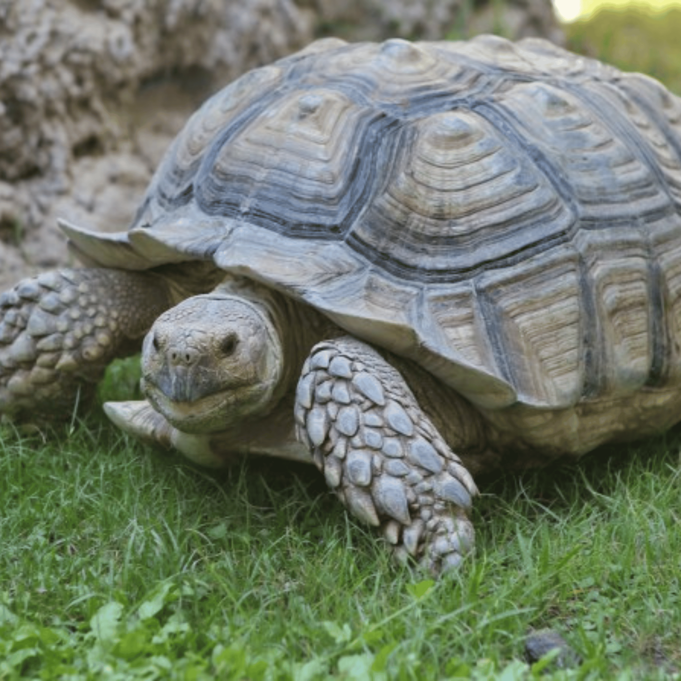 sulcata tortoise