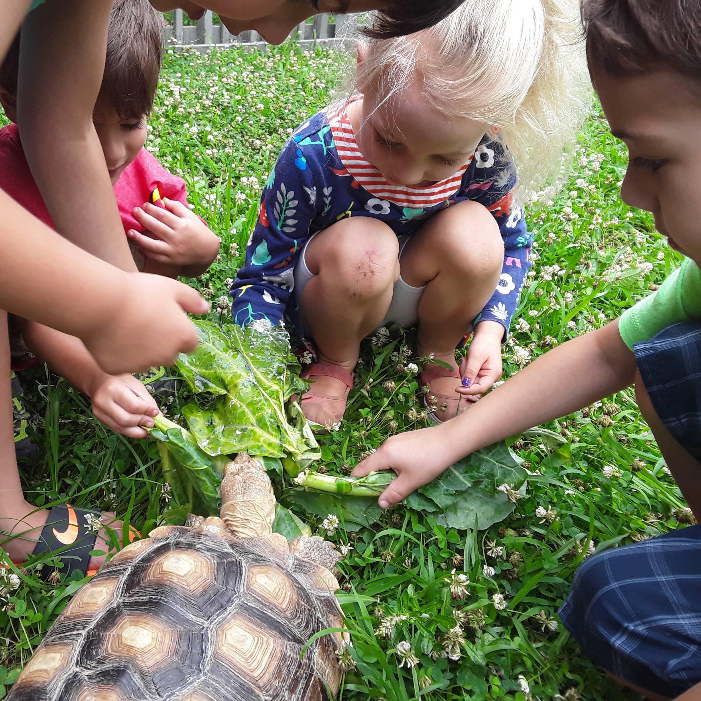 Turtle feeding