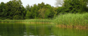 Pond Pond